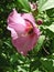 Pollination photo bee in pink flower bloom spring