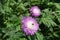 Pollination of pink flower of Centaurea dealbata in May