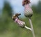 Pollination of the plants. A bee takes honey from a thistle