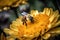 Pollination process of a bee posing on a yellow flower.