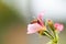 Pollination in progress. Cropped image of a bee sitting on a pink flower.