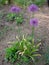 pollination of a purple flower