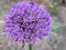 pollination of a purple flower