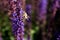 Pollination of purple flowers of oakwood sage.