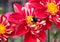 Pollination of a Red Dahlia