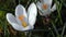 Pollination of white saffron