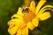 Pollination of a yellow flower with a bumblebee