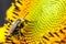 Pollinator bee collecting pollen on the disc surface of a yellow fresh sunflower with water droplets during Spring and Summer