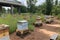 pollinator garden with beekeeping equipment, including hives and honey jars