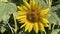 Pollinators - Bees - Sunflower - Organic