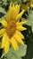 Pollinators - Bees - Sunflower - Organic