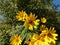 Pollinators - Bees - Sunflower - Organic