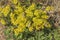 Pollinators Paradise in Mountain Wildflowers