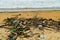 Polluted beach after a storm. Negombo, Sri Lanka.