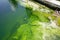 a polluted pond with greenish water and blooms of algae