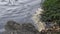 Polluted water in the Aude river, France