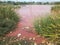 Pollution of big pink pond near chemical industrial plant