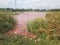 Pollution of big pink pond near chemical industrial plant