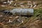 Pollution of the environment. dirty broken bottles on the banks