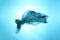 Pollution of the environment of the planet plastic. Blue plastic bag in the shape of a fish in the world ocean