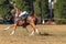 Polo-Cross Rider Horse Game Action