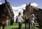 Polo Game Ponies Face Off