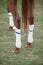 Polo horse legs with white protective sport boots