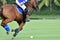 Polo Player Playing Polo Horse During the Games