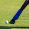 Polo pony leg gets close to the ball during a match