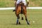 Polo Pony Player Action