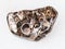 polshed Turritella Agate gem stone on white