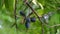 Polyalthia longifolia (glodokan, glodogan tiang ) with a natural background.