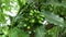 Polyalthia longifolia (glodokan, glodogan tiang ) with a natural background