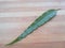 Polyalthia longifolia leaf on wooden background