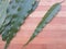 Polyalthia longifolia leaf on wooden background