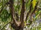 Polyalthia Longifolia Tree