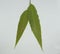 Polyalthia longifolia var pendula - leaves, Monoon longifolium.