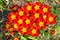 Polyanthus Pacific Giants