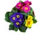 Polyanthus pot