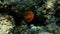 Polychaeta Smooth tubeworm or red-spotted horseshoe (Protula tubularia) undersea, Aegean Sea