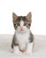 Polydactyl kitten sitting on sheepskin looking at viewer