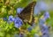 Polydamas Swallowtail Butterfly on Plumbago Flowers, Seminole, Florida
