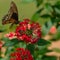 Polydamas Swallowtail Sipping Nectar From Red Penta Flower, Seminole, Florida  2