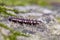 Polydesmus polonicus is a genus of millipedes in the family Polydesmidae. Found in the Carpathian Mountains.