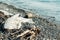 Polyethylene film and wooden debris on sea beach