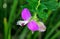 Polygala Dalmaisiana, Dazzler, dwarf Sweet pea shrub