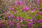 Polygala myrtifolia blossom