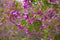 Polygala myrtifolia blossom