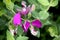 Polygala myrtifolia, myrtle-leaf milkwort, September bush