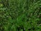 Polygala paniculata annual herb